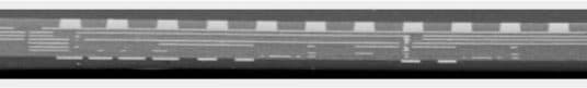 DSM LGA (ENIG Solution) cross-section
